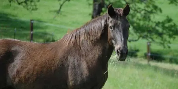 Horse and Rider | Caballos